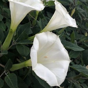 Meet your Posher, Alli